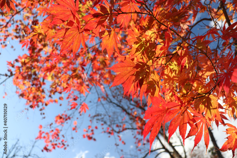 日本の秋の風景 もみじ 鮮やか 紅葉 綺麗 和風 日本の秋の風景 もみじ 鮮やか 紅葉 綺麗 和風