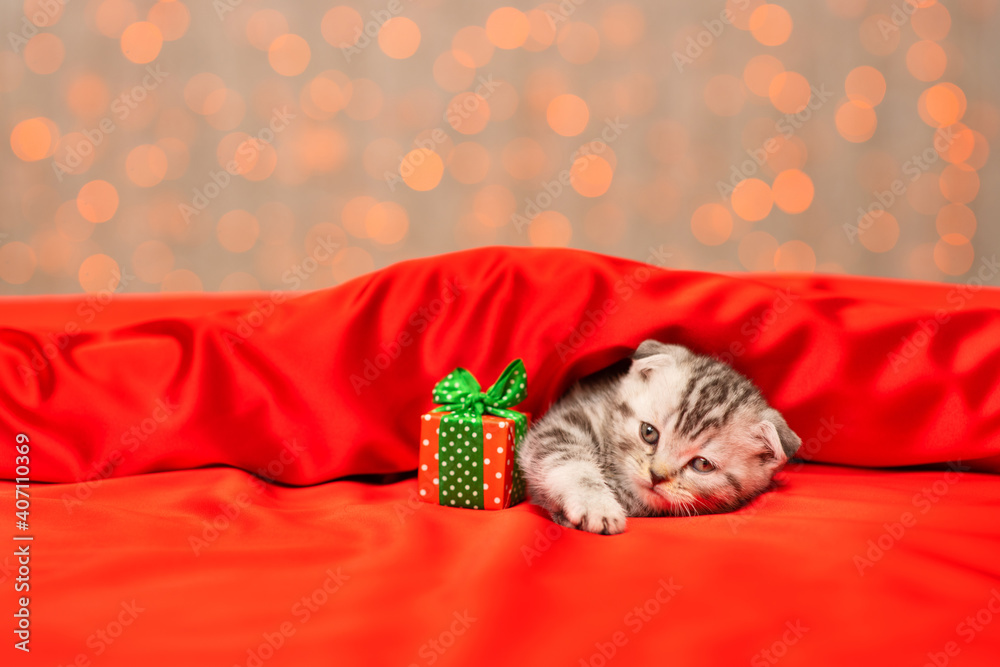A small fold kitten lies under a red blanket next to a gift A small fold kitten lies under a red blanket next to a gift
