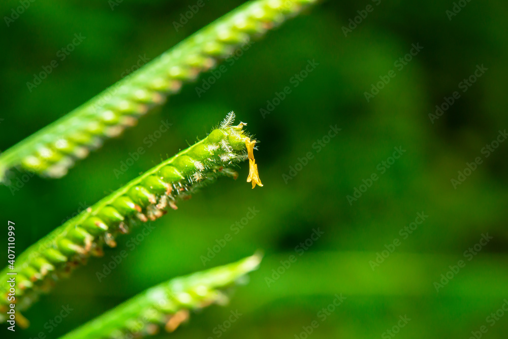 Naklejka premium Some pollen that has already bloomed