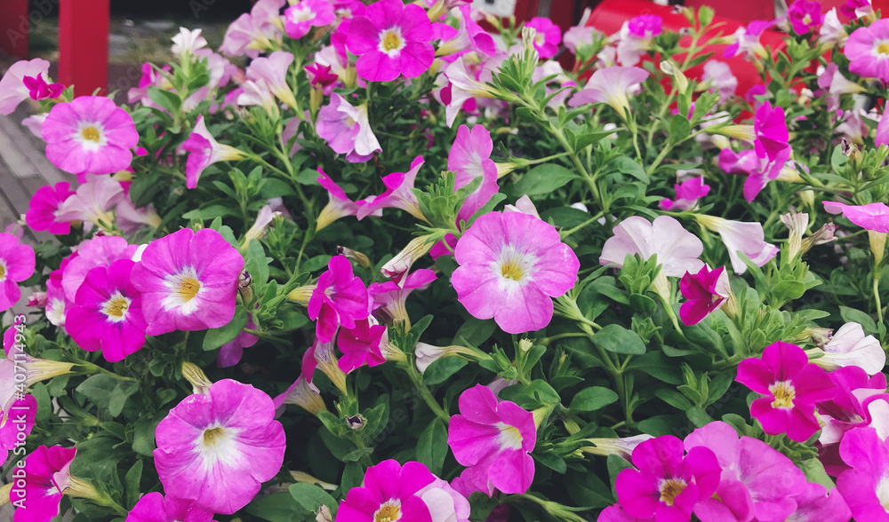 Many purple flowers are blooming beautifully in the garden. Many purple flowers are blooming beautifully in the garden.