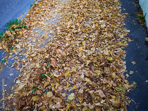 Autumn winter leaves