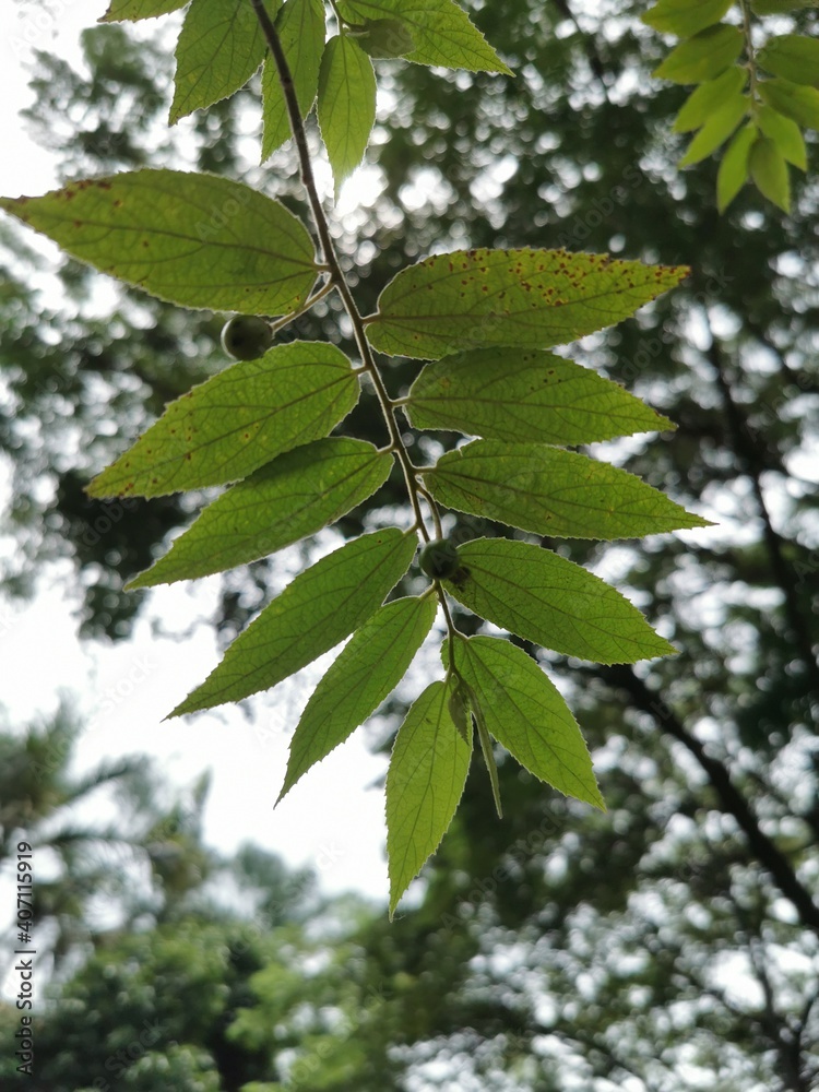 green leaves of a tree green leaves of a tree