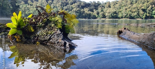 Fototapeta Naklejka Na Ścianę i Meble -  ducks in the lake