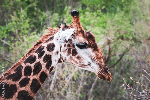 Sticker close up of a giraffe in the wild