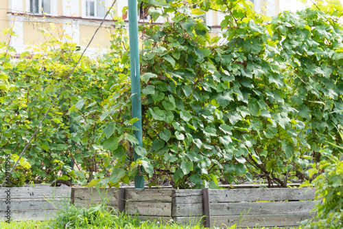 Vineyards. The Nile Desert. The monastery of the Nilo - Stolobenskaya Pustyn. Tver region.  photo