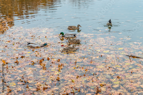 Duck floak floating on a calm lake surface photo