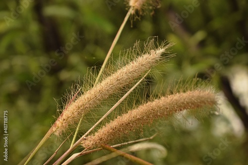 grass flower infloresence with a green blurred background photo