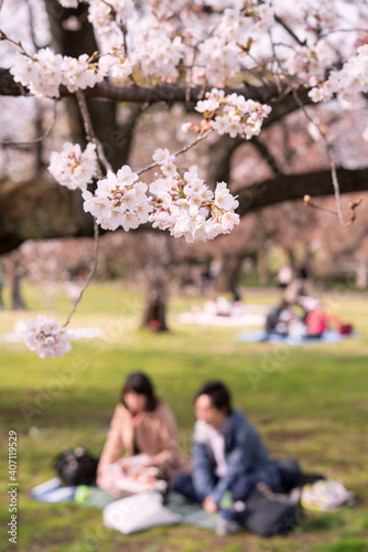 Japanese Couple having picnic under cherry trees (Hanami) in Tokyo, Japan　東京の公園で花見をする日本人カップル