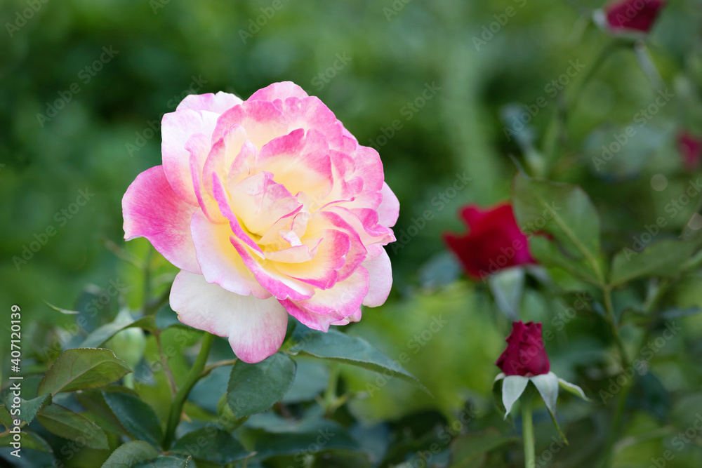 Pink Yellow Rose flowers for love wedding and valentines day