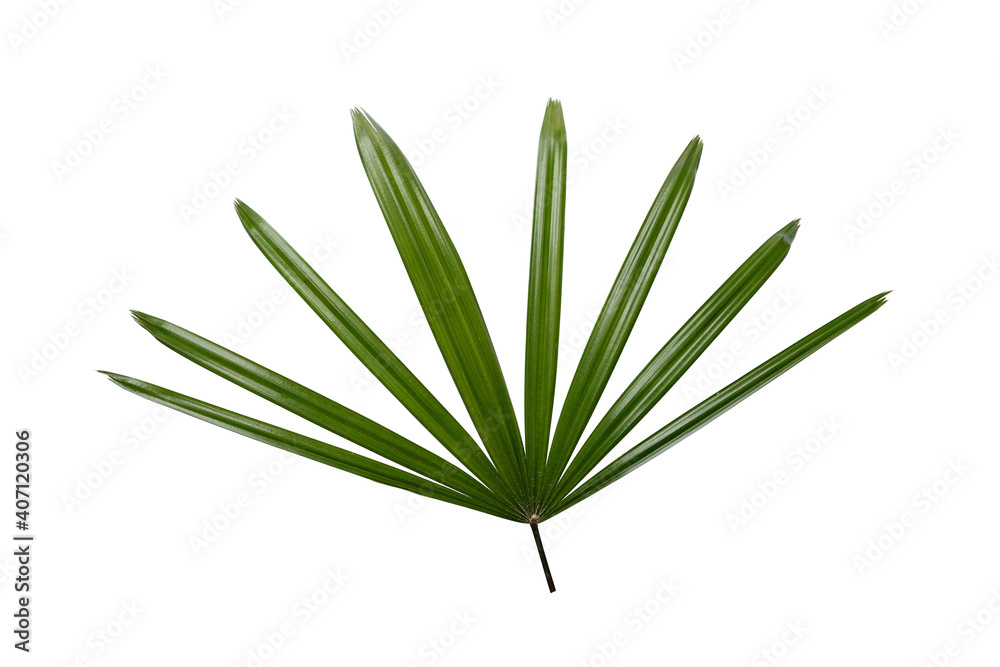 Fototapeta premium Lady palm leaf on white background