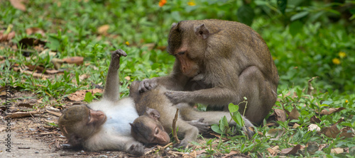 Sacred Monkey Forest Sanctuary, monkeys with a baby preening each other © parinya