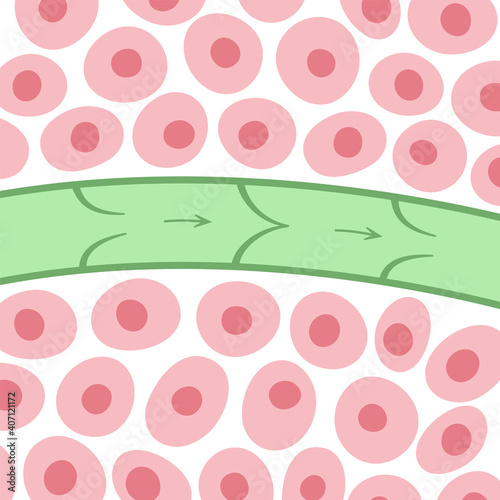 Lymphatic vessel concept