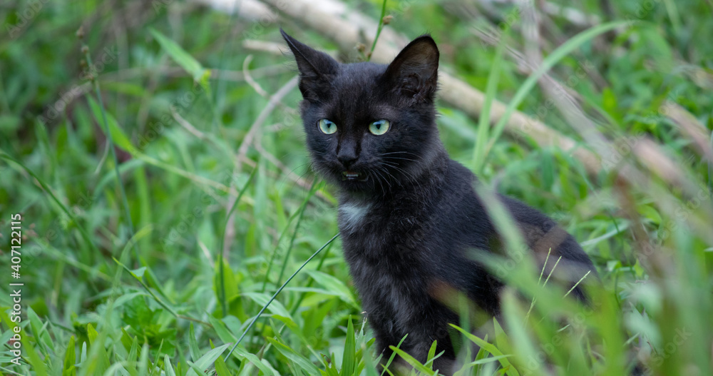 The cold stare of the young adorable pet, fully focused and listen closely, cat aye and the face front view close up. green eyes and dark furry wild cat sitting tall in a grass field, The cold stare of the young adorable pet, fully focused and listen closely, cat aye and the face front view close up. green eyes and dark furry wild cat sitting tall in a grass field,