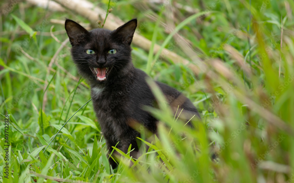 A cute adorable dark furry cat opens its mouth and meowing in the grass field, sitting in the shaded area, a scary facial expression showing by the black cat. a horrific vampire like small teeths