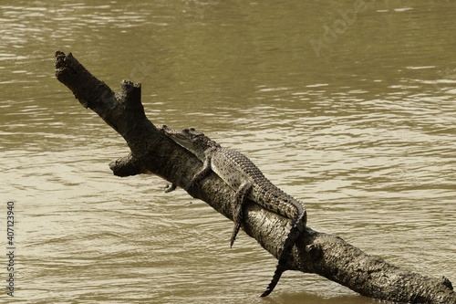 crocodile busking on submerged tree trunk in the river