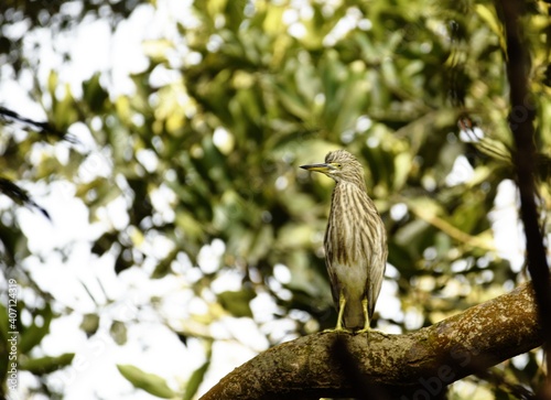pond heron on the branch