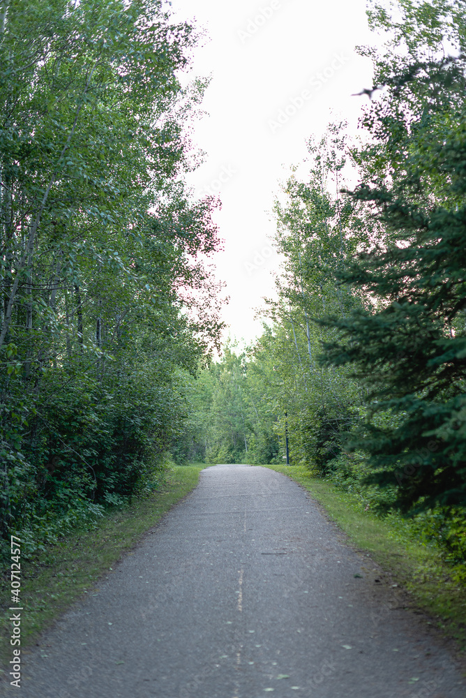 Fototapeta premium road in the forest
