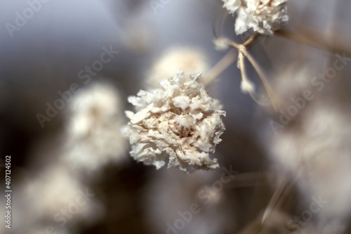 a small white flower on a blue background © Arina Popkova