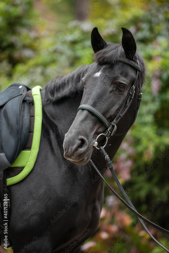 Obraz premium Close-up of a saddled black horse with a green saddle cloth