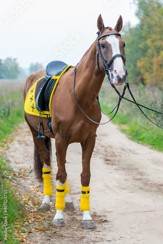 Fotografering A saddled horse with a yellow saddle cloth and bandages