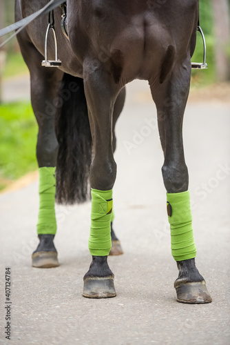 Fototapeta Close-up of a green bandages and horse hoofs