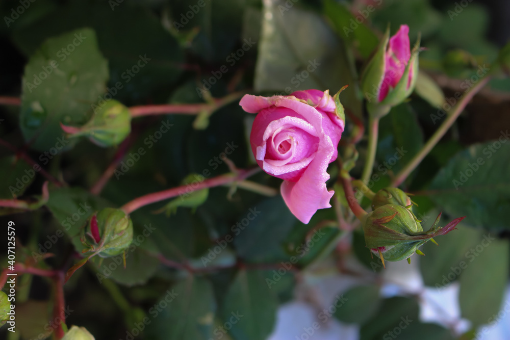 Pink little rosebuds are gently arranged on the hanging branches of the flower. Pink little rosebuds are gently arranged on the hanging branches of the flower.