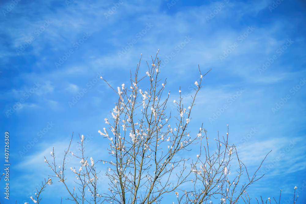 Twigs covered with snow on the background of the spring blue sky Twigs covered with snow on the background of the spring blue sky