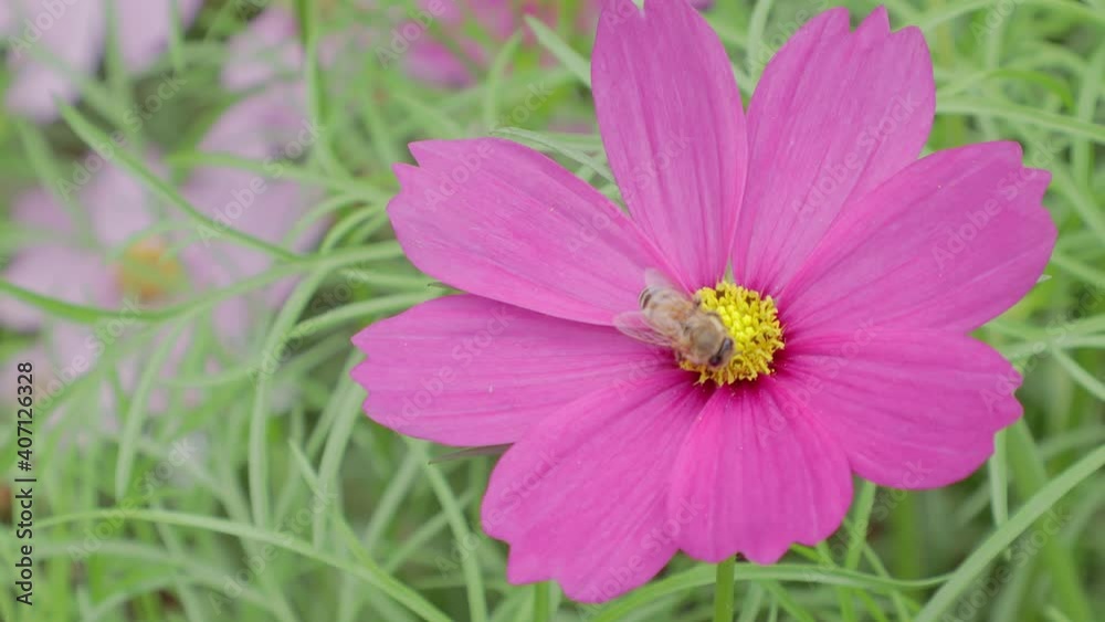 Cosmos or Mexican Aster flower in garden Cosmos or Mexican Aster flower in garden