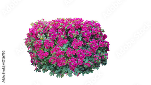 Bush flower spreading shrub of purple, pink, yellow, red, Bougainvillea tropical flower climber vine landscape plant isolated on white background with copy space and clipping path.