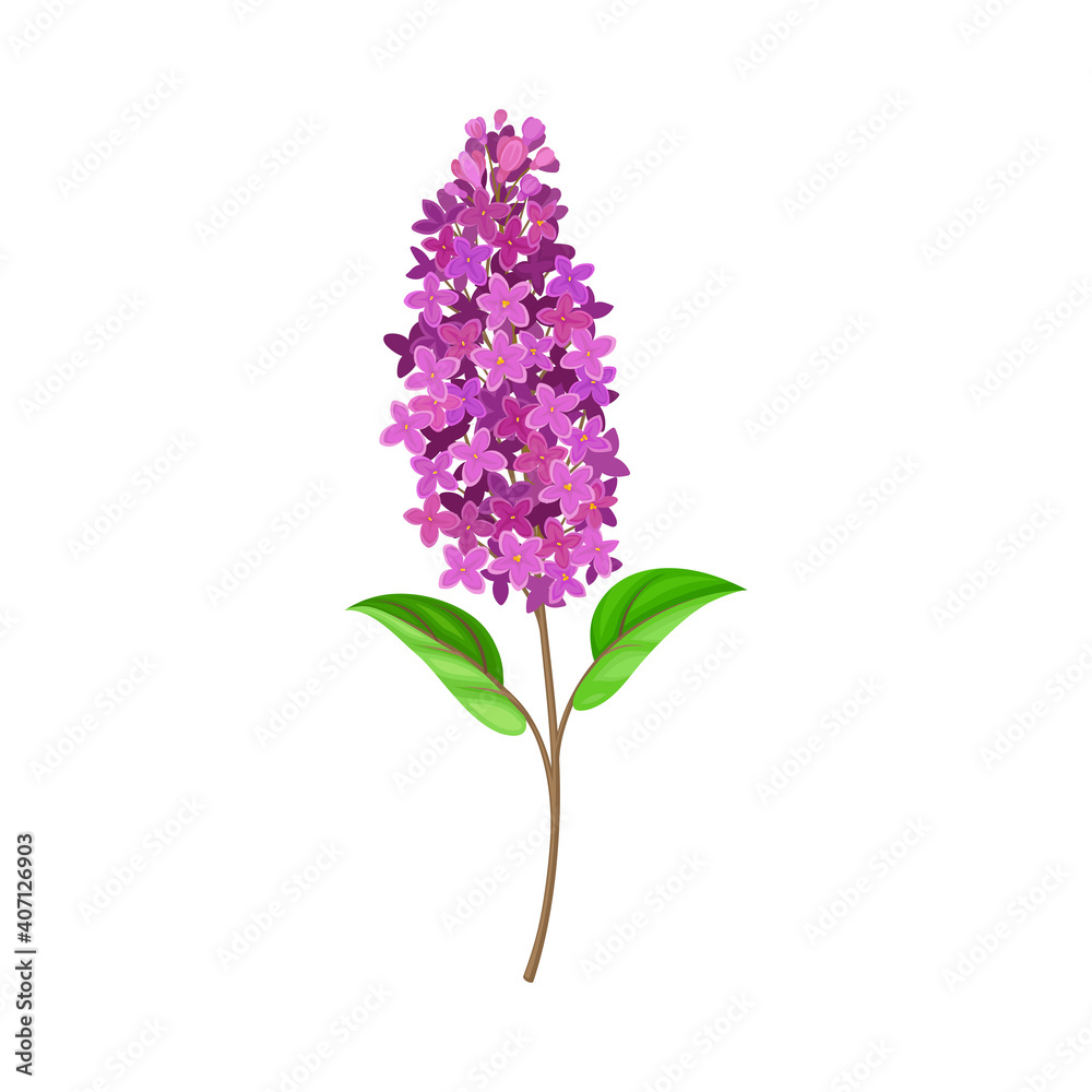 Cluster of Purple Flowers on Stem or Stalk as Meadow or Field Plant Vector Illustration