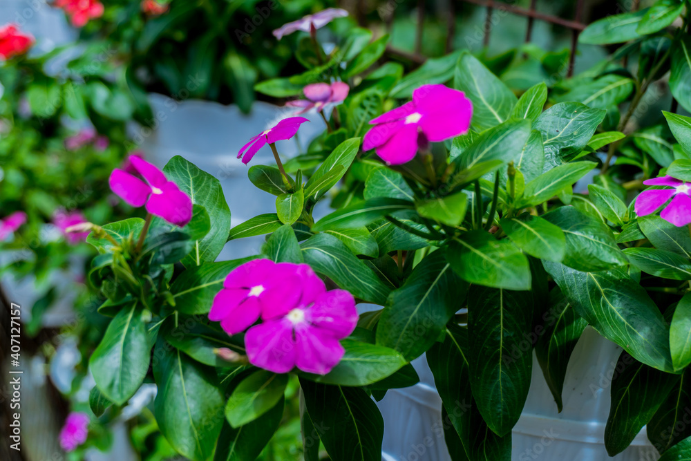 selectively focus on impatiens flower plants selectively focus on impatiens flower plants