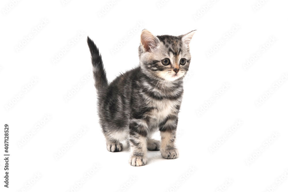 Fototapeta premium Purebred kitten on a white background