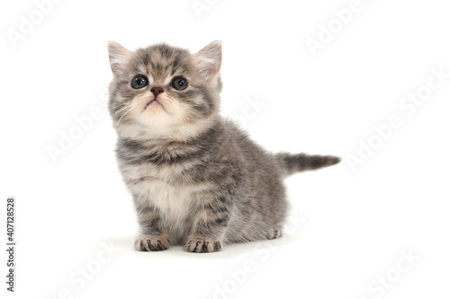 Purebred kitten on a white background