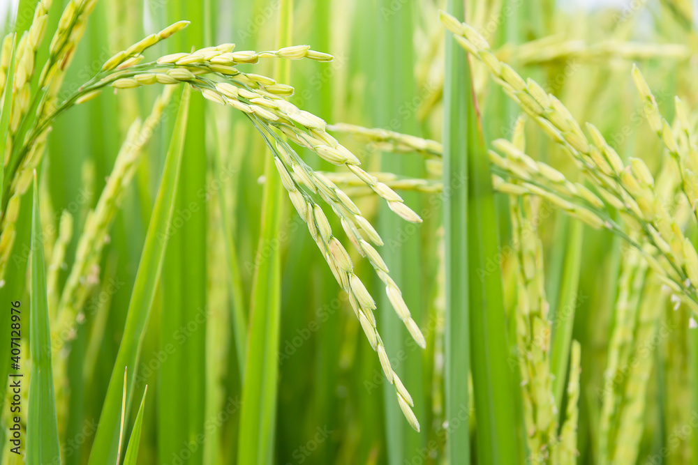 Rice farm Rice farm