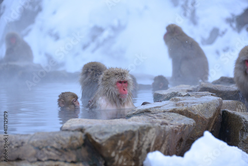 Japanese monkeys in Nagano prefecture in Japan
