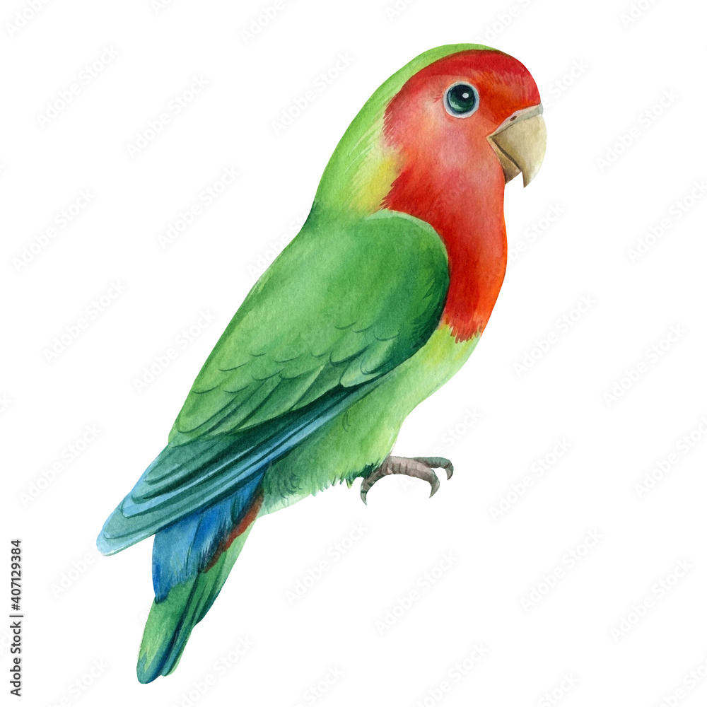 Lovebirds isolated on white background. Cute parrot. Watercolor tropical bird illustration, hand drawing painting