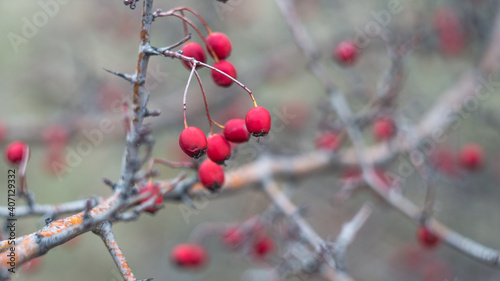 Beautiful bright red berries of hawthorn in late autumn. The photo was taken with an old manual Soviet lens.
