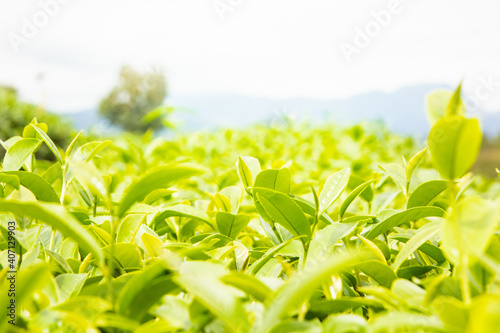 Green tea beautiful farm mountion background