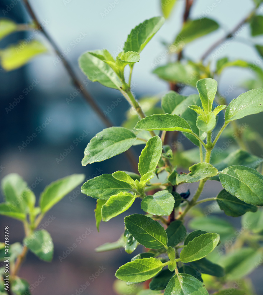 Closeup of tulsi (holy basil, Ocimum Tenuiflorum), an aromatic plant widely cultivated throughout Indian subcontinent and widely used in Hindu religious and medicinal purposes. Closeup of tulsi (holy basil, Ocimum Tenuiflorum), an aromatic plant widely cultivated throughout Indian subcontinent and widely used in Hindu religious and medicinal purposes.
