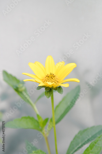 黄色い花 © araho