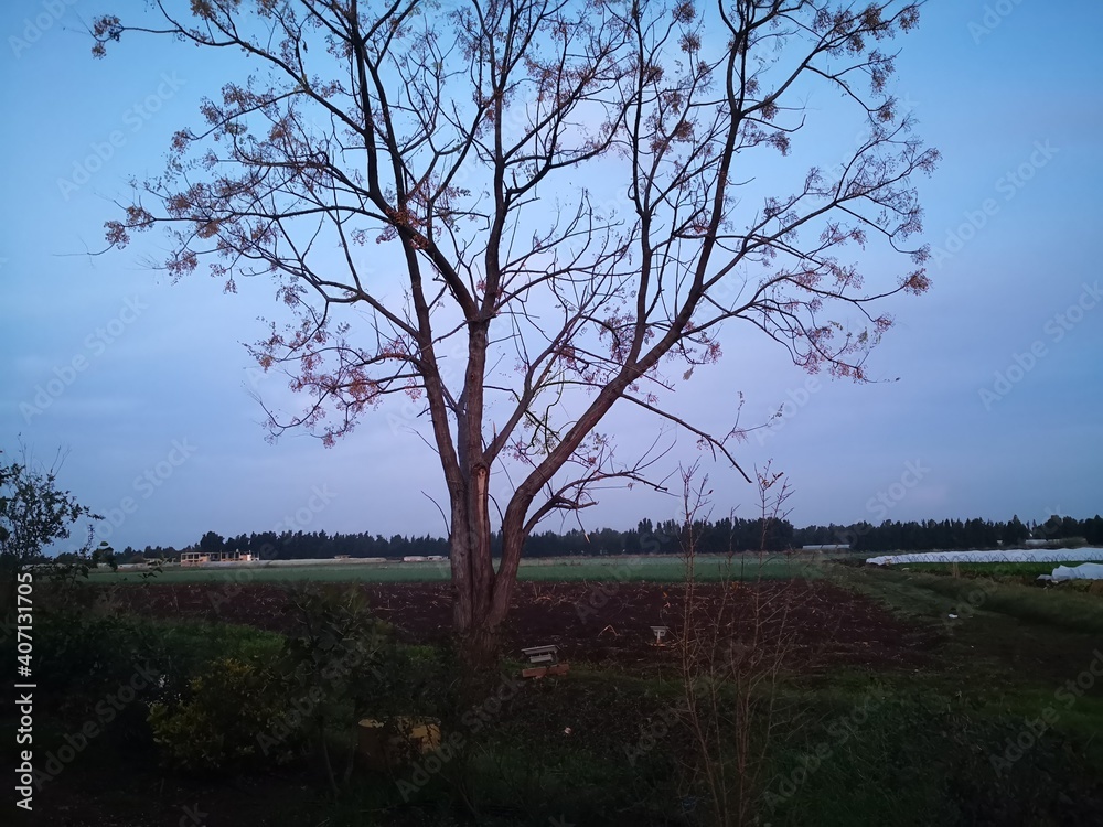 tree in the field 