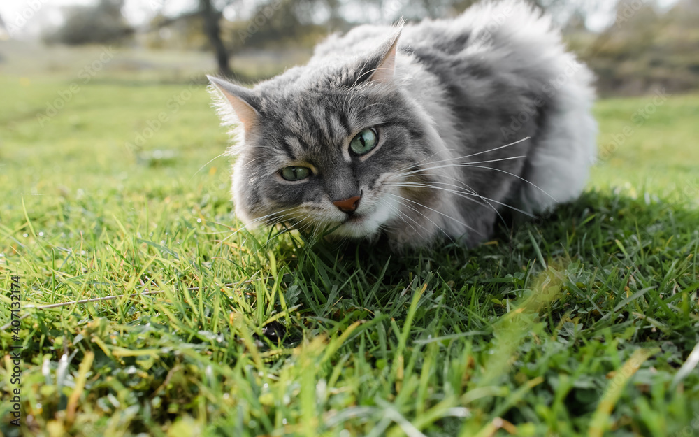 Cat eats green grass on the lawn outdoors, close-up. Portrait of a gray fluffy cat of siberian breed