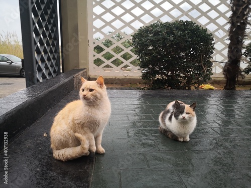 two cats after a rainy day 