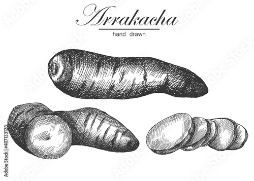arracacha. hand drawing vegetables. vector illustration. sketch. photo