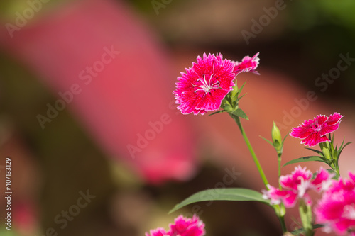 Dianthus repens or boreal carnation pink and purple. © parinya
