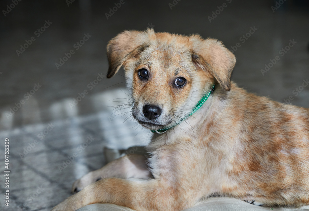 A cute ginger-white puppy lies on its bed in the sun A cute ginger-white puppy lies on its bed in the sun