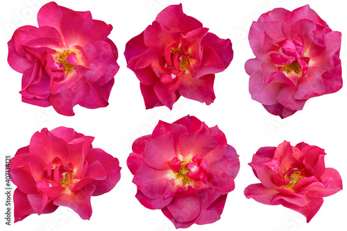 Blurred for Background.Red rose isolated on the white background. Photo with clipping path.