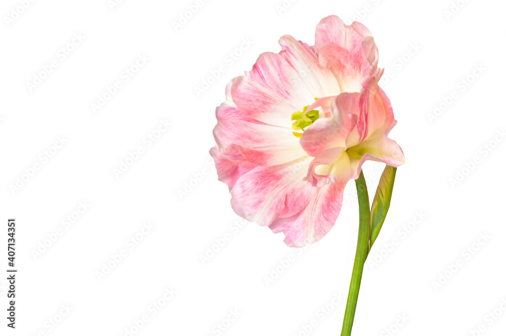 Pink and white terry tulip (Tulipa) on a white isolated background close up Pink and white terry tulip (Tulipa) on a white isolated background close up