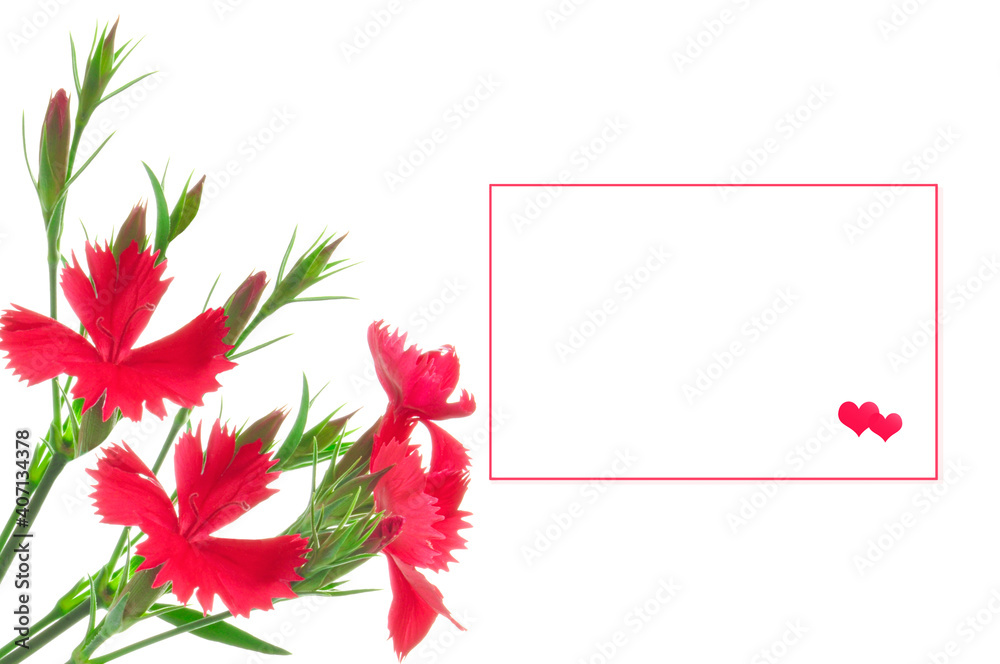 Obraz premium Valentine's Day. Bouquet of bright red carnations and white sheet of paper with two red hearts on white isolated background