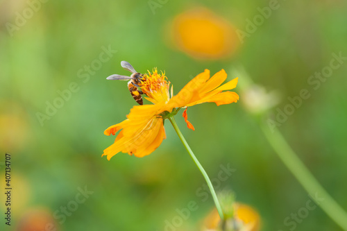 Close up bee on Yellow Cosmos with green background © Chiradet